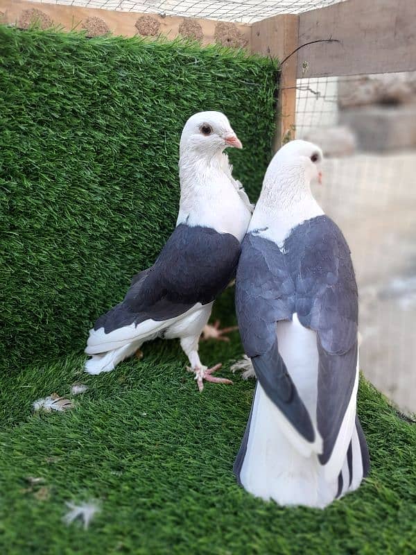 fancy pigeon|sherazi pigeon |کبوتر| kabutar |white silver|red mukhi 1