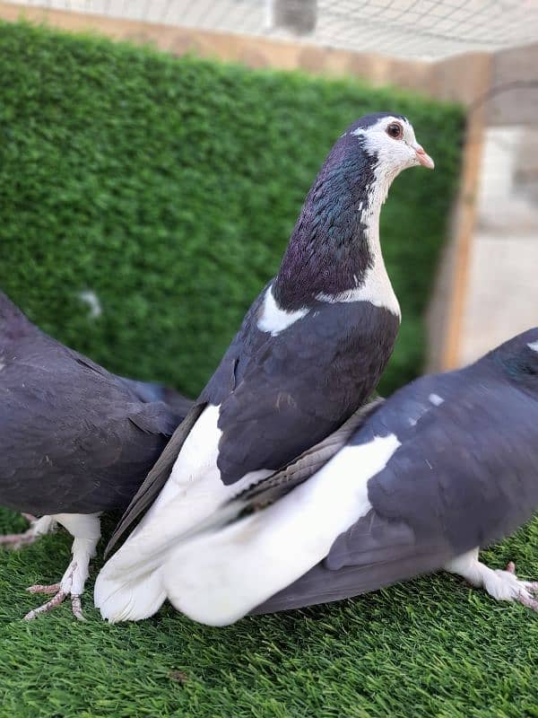 fancy pigeon|sherazi pigeon |کبوتر| kabutar |white silver|red mukhi 2