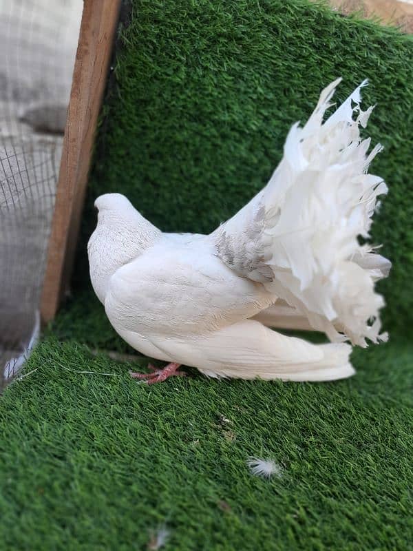 fancy pigeon|sherazi pigeon |کبوتر| kabutar |white silver|red mukhi 3