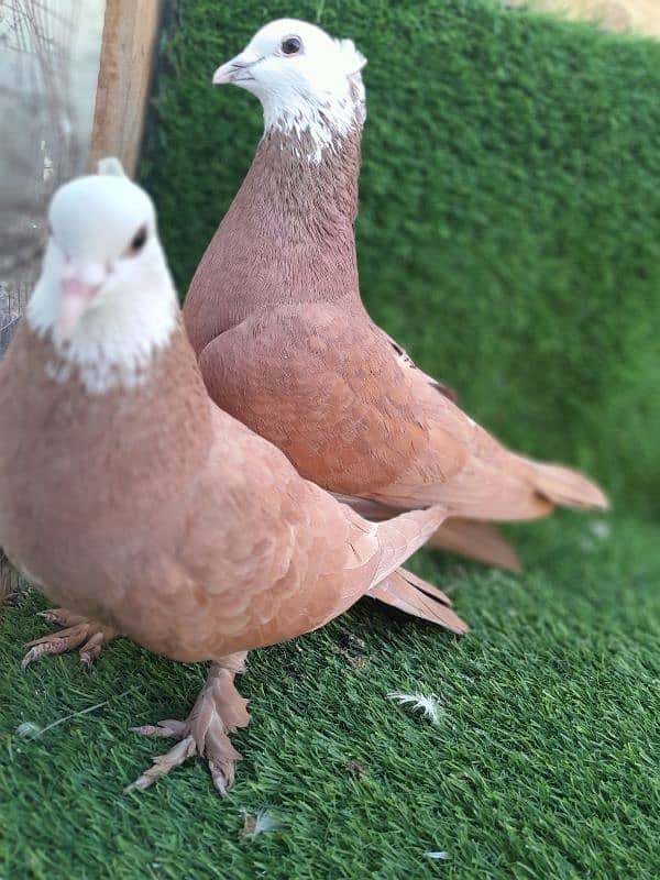 fancy pigeon|sherazi pigeon |کبوتر| kabutar |white silver|red mukhi 4