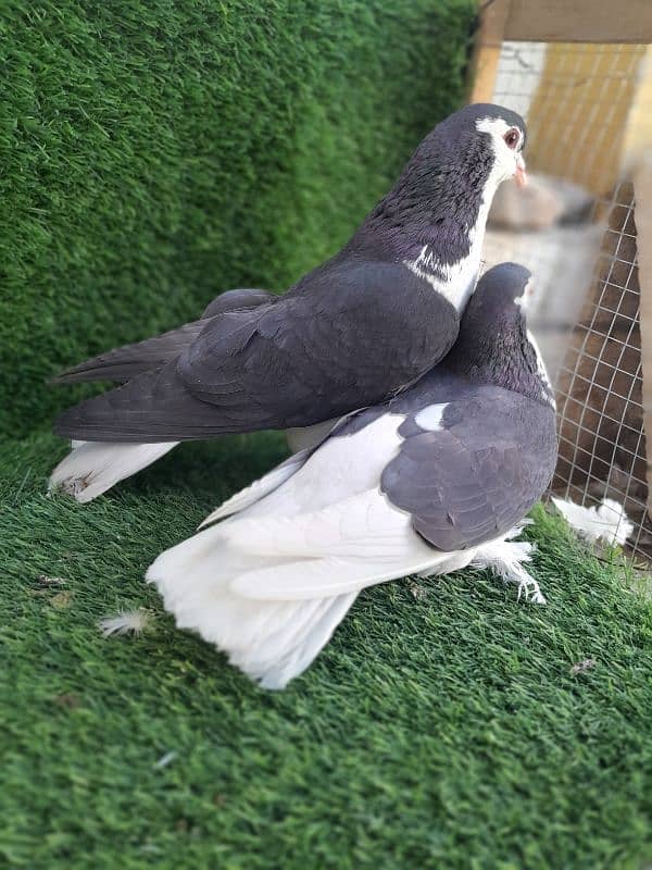 fancy pigeon|sherazi pigeon |کبوتر| kabutar |white silver|red mukhi 5