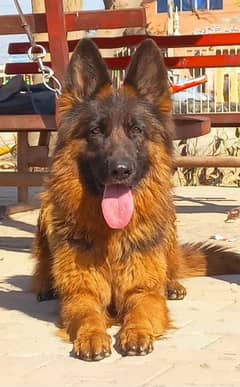 Highclass showline Triple coat German shepherd female