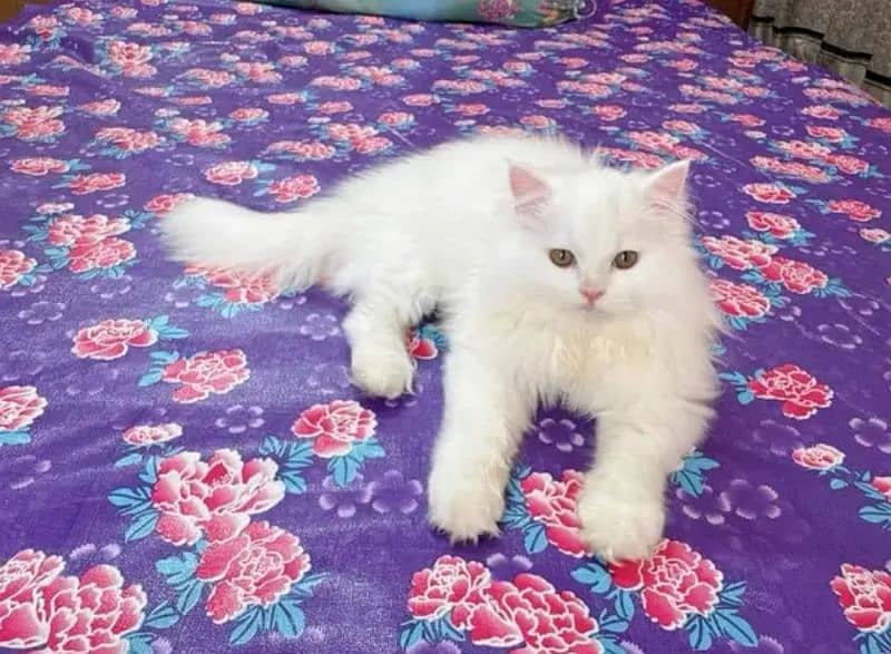 PERSIAN KITTEN CASH ON DELIVERY ALL PAKISTAN WHSTTAAPP 03207679060 0