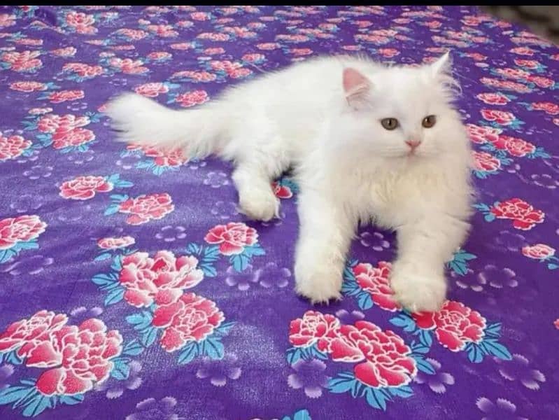 PERSIAN KITTEN CASH ON DELIVERY ALL PAKISTAN WHSTTAAPP 03207679060 1