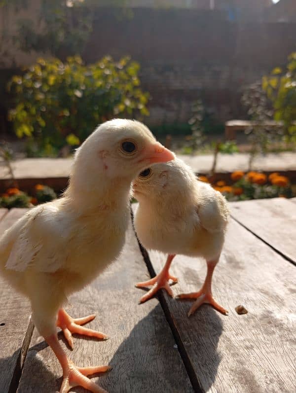 white Heera aseel chicks for sale 0