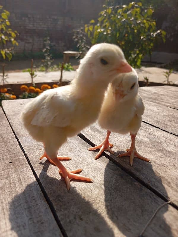 white Heera aseel chicks for sale 1