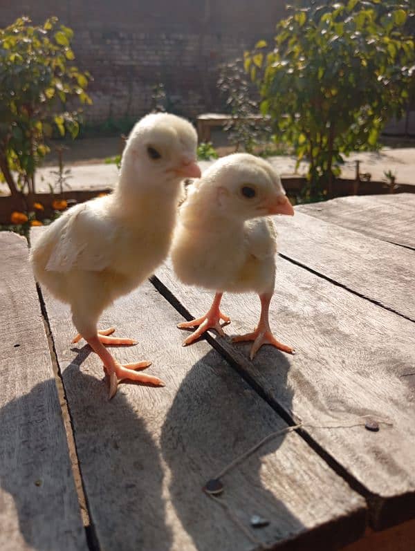 white Heera aseel chicks for sale 2