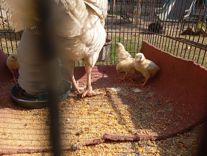 white Heera aseel chicks for sale 3