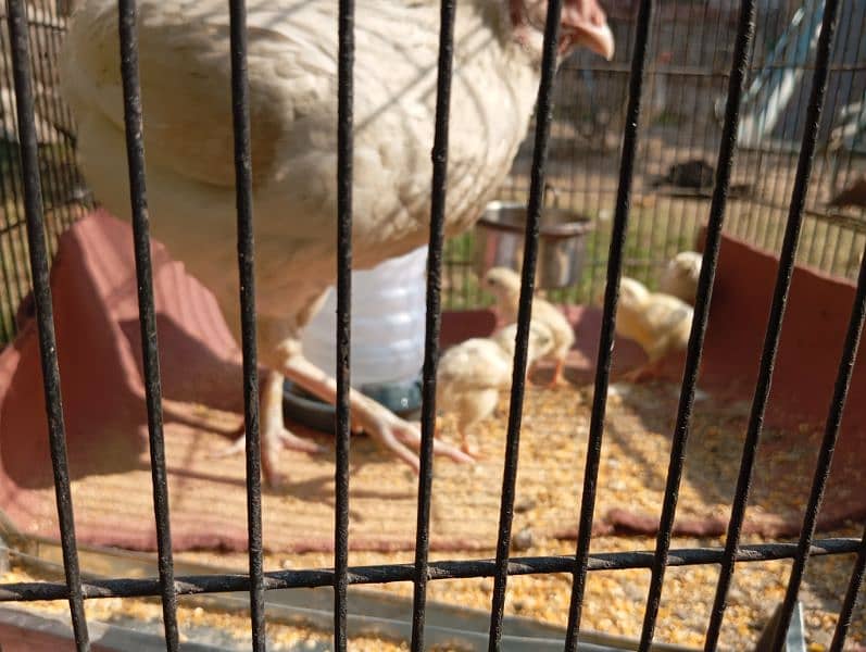 white Heera aseel chicks for sale 4