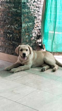 female lebrador 3 months for sale