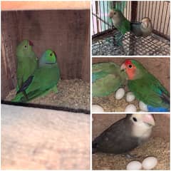 Breeder pairs setup for sale with eggs and cage