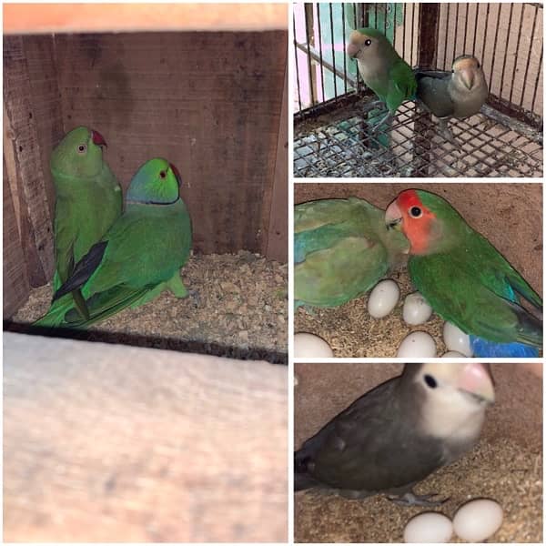 Breeder pairs setup for sale with eggs and cage 0