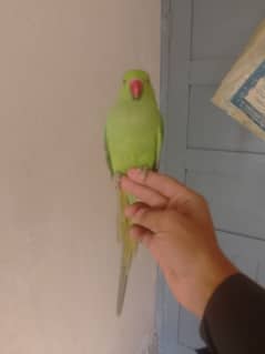 0321/8577/966 green parrot ring nack hand tame