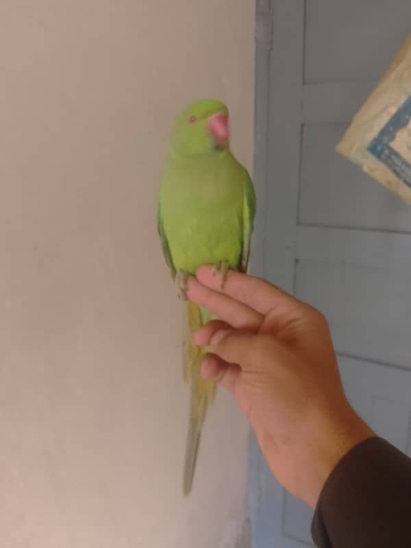 0321/8577/966 green parrot ring nack hand tame 1