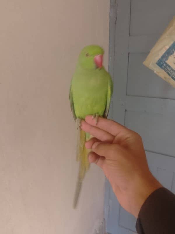 0321/8577/966 green parrot ring nack hand tame 2