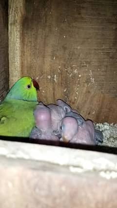 breeder pair and chicks