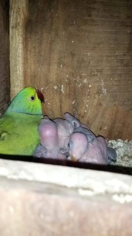 breeder pair and chicks 0