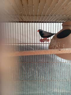 3b zebra finch male(BfBcBb)