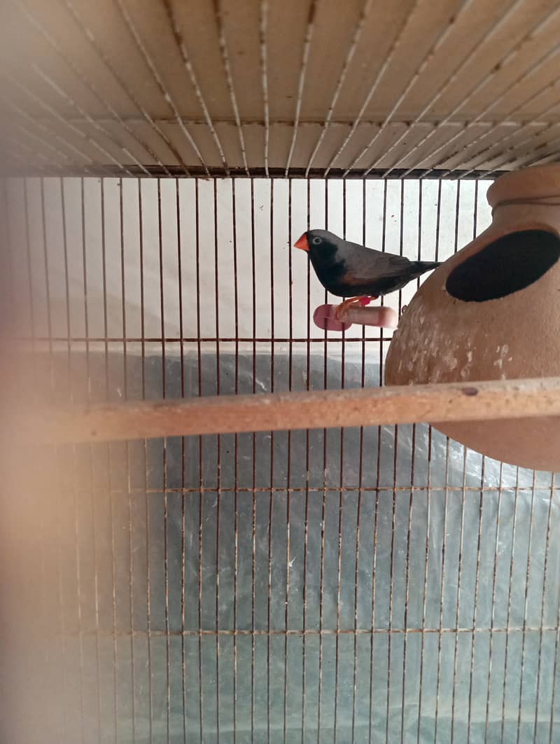 3b zebra finch male(BfBcBb) 0