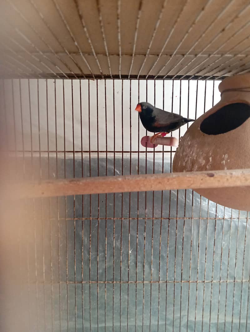 3b zebra finch male(BfBcBb) 1