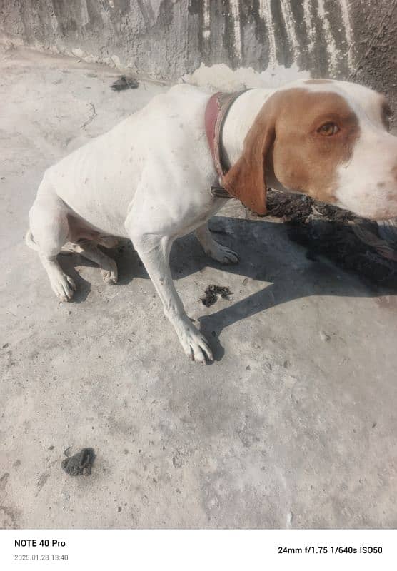 pointer dog for sale 0