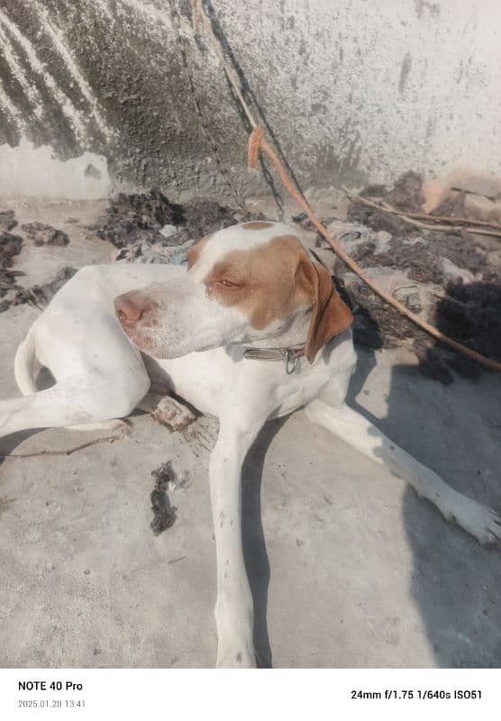 pointer dog for sale 2