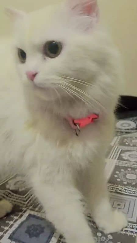 persian female cat for sale 1