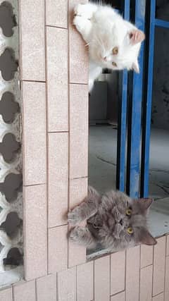 persian male cat for sale