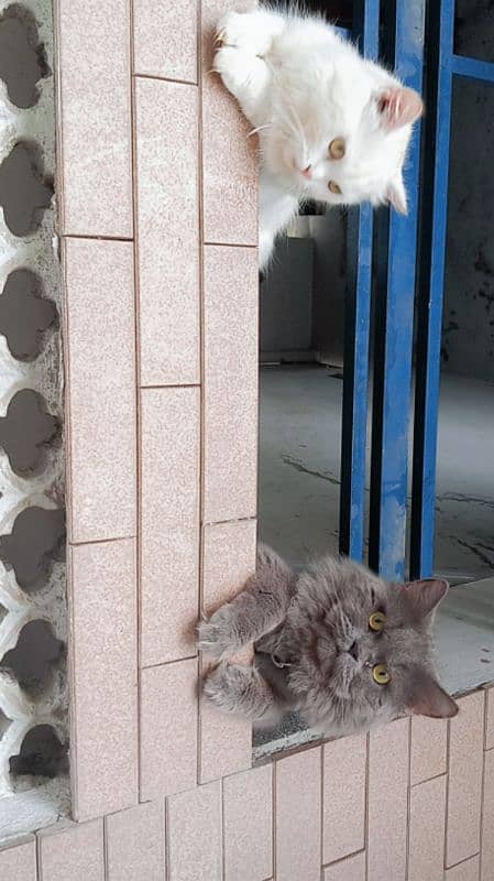 persian female cat for sale 2