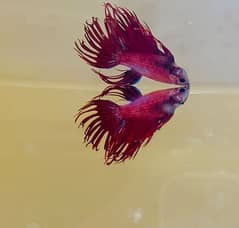 betta fish for sale