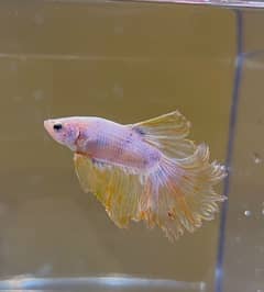 betta