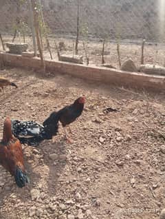 Home Breed Desi Aseel Hens for sale