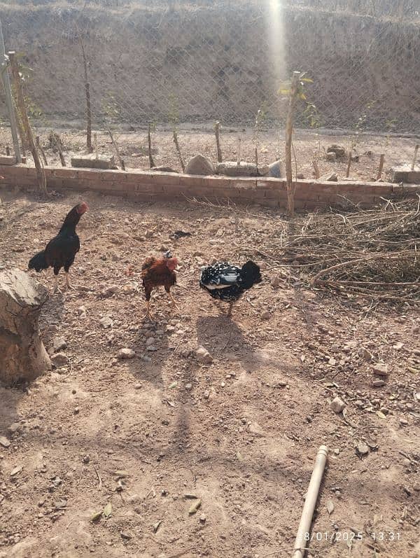 Home Breed Desi Aseel Hens for sale 1