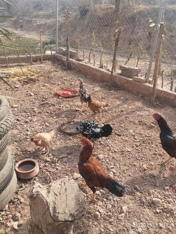 Home Breed Desi Aseel Hens for sale 2