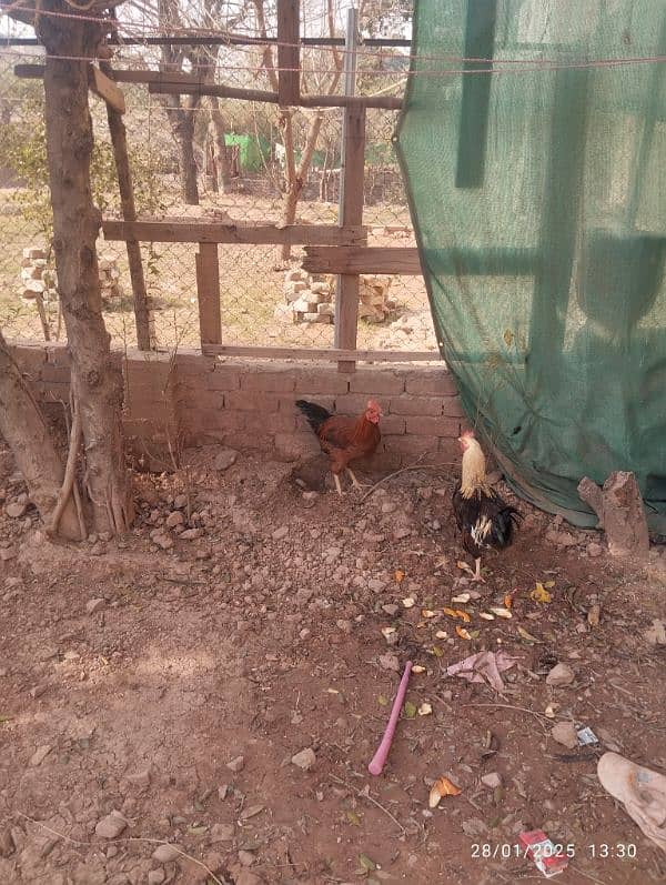 Home Breed Desi Aseel Hens for sale 5