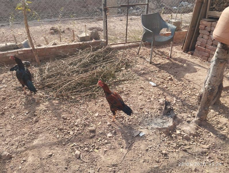 Home Breed Desi Aseel Hens for sale 6