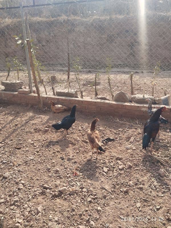 Home Breed Desi Aseel Hens for sale 8