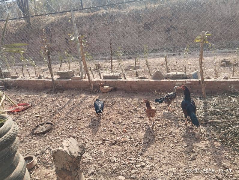 Home Breed Desi Aseel Hens for sale 9