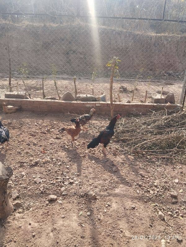 Home Breed Desi Aseel Hens for sale 10