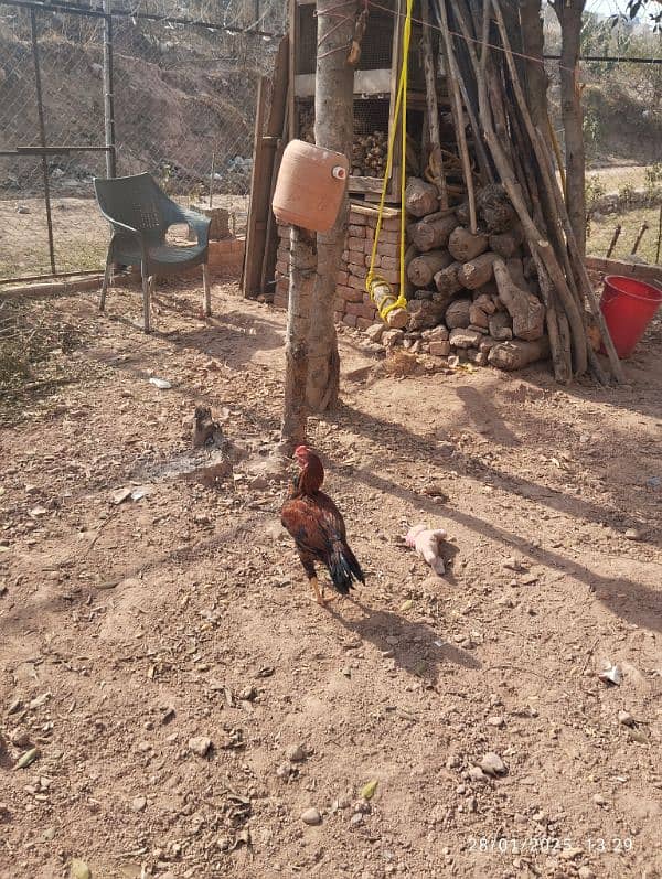 Home Breed Desi Aseel Hens for sale 11