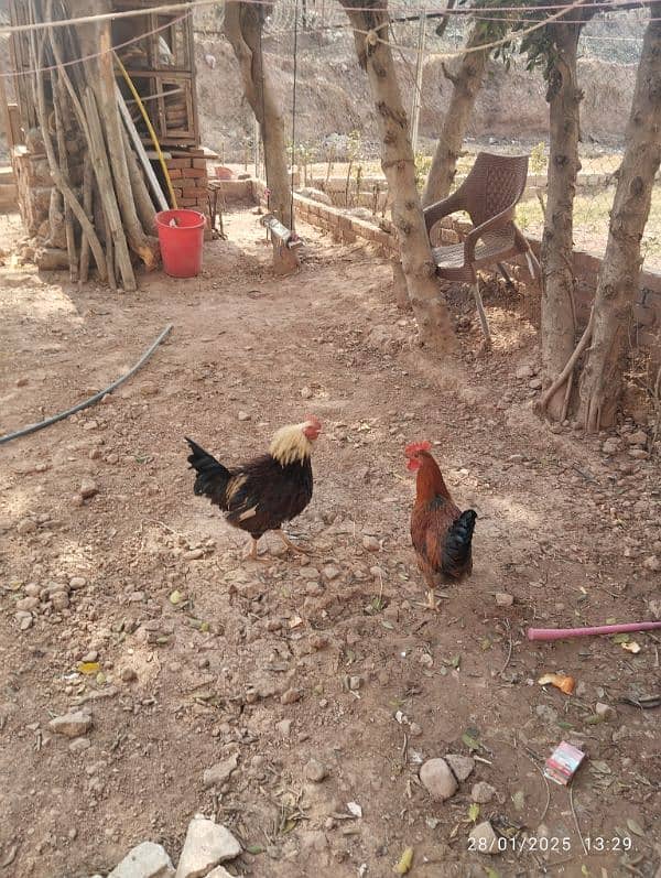 Home Breed Desi Aseel Hens for sale 13