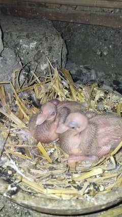 German tie pigeon kabootar / pigeon pair