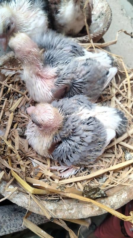 German tie pigeon kabootar / pigeon pair 7