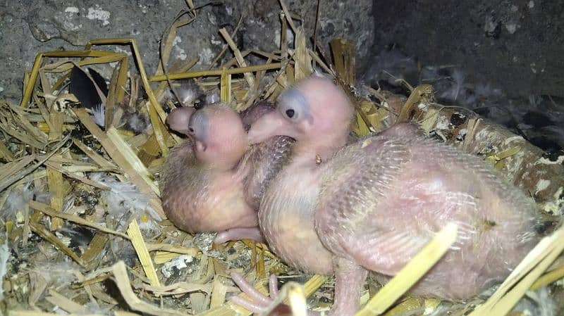 German tie pigeon kabootar / pigeon pair 8