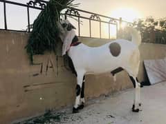 rajanpuri bakra urgent for sale