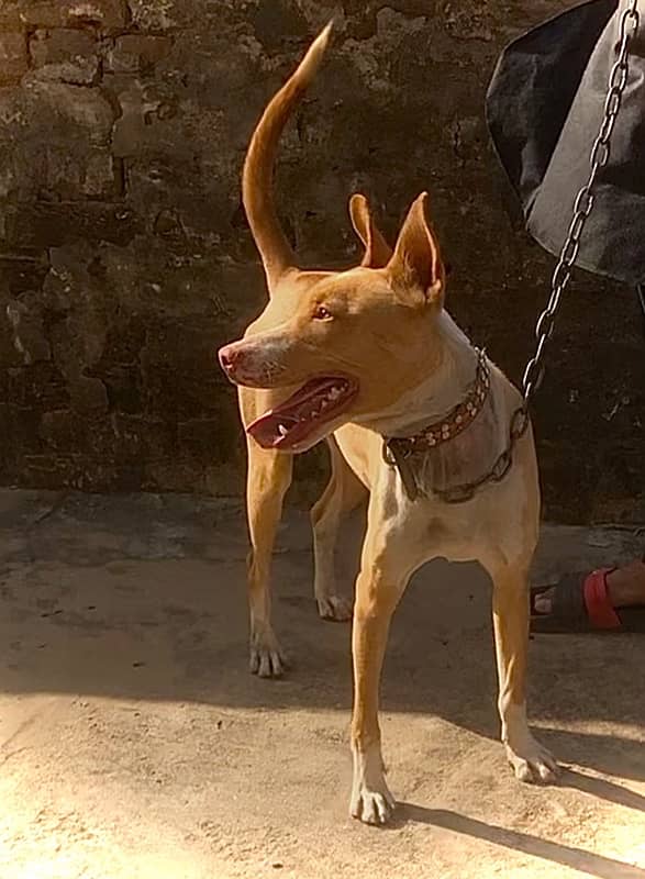 KOHATI GULTAIR DOG FOR SALE / KUTTA 1