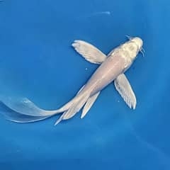 Diamond Koi Pair for sale