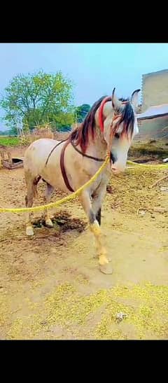 Neza Bazi Horse