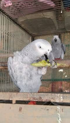 gray bonded pair 03156376925