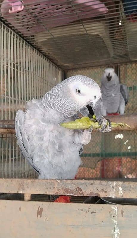 gray bonded pair 03156376925 0